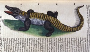 Coccodrillo. in Historia Animalium di Conrad Gesner (1516 - 1565), Tiguri da Unknown artist