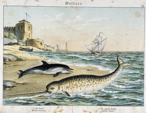 Delfino e narvalo (o narvalo), un cetaceo - in "Natural Stories of Mammals", ed. Schreiber da Unknown artist