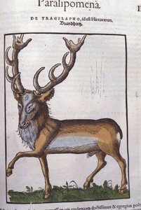 Cervo dopo Historiae animalium di Konrad Gesner, Tiguri da Unknown artist
