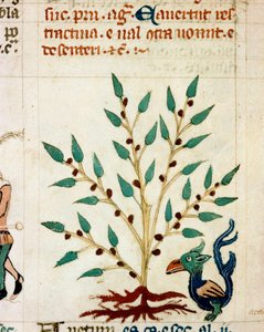 Descrizione di un albero e di un animale fantastico. Miniatura tratta da un manoscritto provenzale di tipo Dis des philosophes (MS Palat. 586) XIV secolo Biblioteca Nazionale Firenze