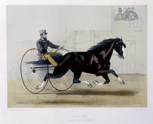 Dexter trottatore - in "Il Centauro"