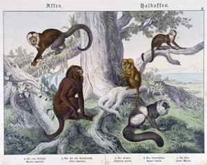 Diverse razze di scimmie - in "Natural histories of mammals", ed. Schreiber da Unknown artist