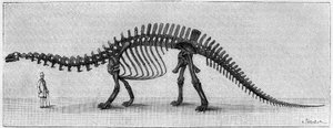 Scheletro di dinosauro: "Brontosaurus excelsus", marzo. Giurassico superiore delle Montagne Rocciose. Riproduzione del disegno comunicato da Mr. March ad Albert Gaudry dell