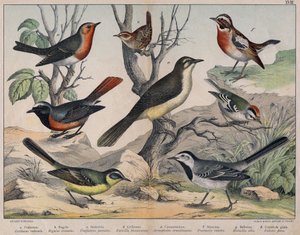Diverses illustration of birds "Storia" degli uccelli naturali". ed. Hoepli, Milano da Unknown Artist