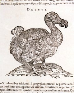 Dodo o Dronte. Uccello scomparso - in "De Indiae utriusque re naturali et medica" di Gulielmi Pisonis, Amsterdam da Unknown artist
