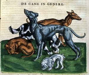 Cani dalla Historia Animalium di Conrad Gesner, Tiguri 1560. Biblioteca nazionale Braidense. Milano