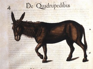 Asino da Historia Animalium di Conrad Gesner, Tiguri 1560 da Unknown artist