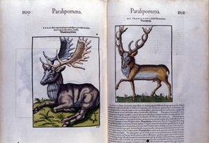 Doppia pagina di cervi in Historia Animalium di Conrad Gesner (1516 - 1565), Tiguri da Unknown artist