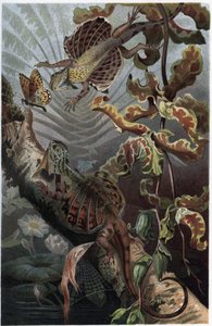 Draco volans, varietà di lucertola arboricola - Draco (genere) (draghi volanti) - incisione da “La vita degli animali” di Alfred Edmund Brehm da Unknown artist