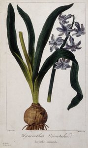 Giacinto orientale (Hyacinthus Orientalis) Tavola botanica di piante asiatiche del XIX secolo. da Unknown artist