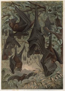 Pipistrello della frutta egiziano o rousette egiziana (Rousettus aegyptiacus) - incisione da 