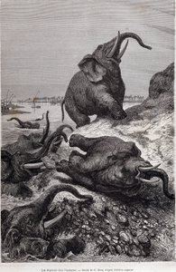 Elefanti che scalano la riva di un fiume, nel racconto di una spedizione in Africa Centrale commissionata da Sir Samuel White Baker, "Il giro del mondo"