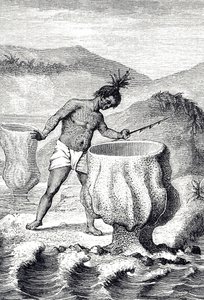 Incisione che raffigura una varietà di spugna chiamata Calice di Nettuno (Thalassema Neptune) da Unknown artist