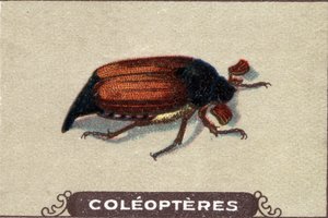 Entomologia: rappresentazione di un moschettone, serie di insetti, inizio del XX secolo (cromo) da Unknown Artist