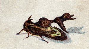 Entomologia: rappresentazione di una femmina che morde un eteronomo, serie di insetti, inizio del XX secolo (cromo)
