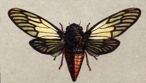 Entomologia: rappresentazione di una cicala rossa, serie di insetti, inizio del XX secolo (cromo) da Unknown Artist