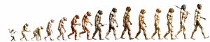 Evoluzione: Confronto delle morfologie dalla scimmia all