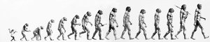 Evoluzione: Confronti di morfologie dal scimmia all