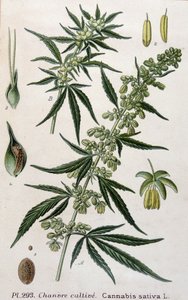 Pianta di cannabis femmina. Incisione del XIX secolo