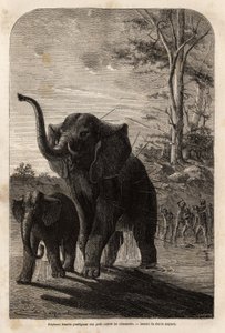 Elefante femmina che protegge il suo piccolo dai cacciatori di giavellotti dello Zambesi. Incisione per illustrare i primi viaggi del Dr. Livingstone in Africa meridionale dal 1840 al 1856, in "Le tour du monde, nouveau journal des voyages", a cura di Edou