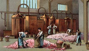 Distilleria di fiori per la produzione di petrolio e acqua di fiori. Cromolitografia della fine del XIX secolo da Unknown artist