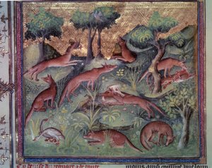 Caccia alla volpe. Miniatura dal manoscritto “Il libro della caccia” (folio 34v) di Gaston Phoebus (1331-1391) detto Gaston III Conte di Foix
