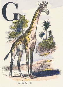 G: giraffa da Unknown artist