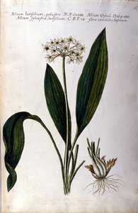 Aglio. Erbario del XIX secolo da Unknown artist