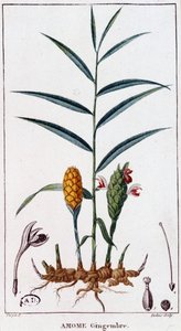 Zenzero (Amome) - tavola botanica da Unknown artist