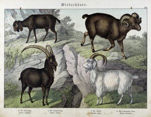 Capra - in "Natural History of Mammals", ed. Schreiber