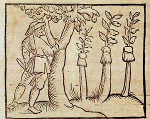 Innesto degli alberi, illustrazione dal De Agricoltura Vulgare, di Pier Crescenzio (1233-1320), edizione pubblicata a Venezia da Unknown artist