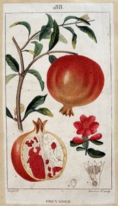 Melograno - tavola botanica XIX secolo