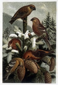 Guiffolotto delle pinete e crocieri (Bouvreuils) - in "La vita degli animali" di A. E. Brehm, Torino da Unknown artist