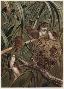 Topo raccolto (o topo nano) - topo raccolto eurasiatico (Micromys minutus) - incisione da 