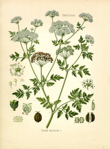 Cicuta