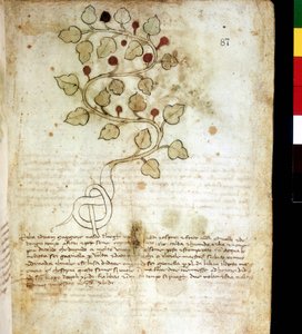 Erba "Idriam Maggiore" o erba "a forma di nodo semplice". Tavola botanica, Biblioteca comunale di Rimini