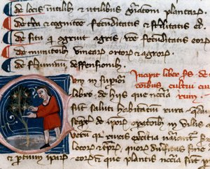 Orticoltura: raccolta di frutti (dettaglio). Pagina di manoscritto del Trattato di agraria di Pietro de Crescenzi, XIV secolo