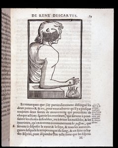 Sistema sensoriale umano collegato al cervello - in "L