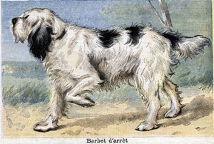 Cane da caccia: Stop Barbet