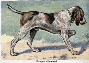 Cane da caccia: Bracco tedesco da Unknown artist