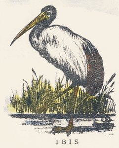 I: ibis