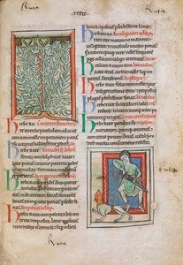 Miniature illuminate della pianta Ruta da Unknown artist