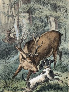 Illustrazione dei racconti di Franz Hoffmann 