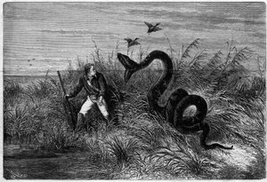 Incidente nella savana durante una caccia alle anatre. Estratto da "Viaggio nella Guyana Francese" di Frederic Bouyer, capitano di fregata. Incisione in "L