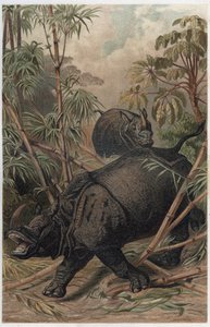 Rinoceronte indiano - Il rinoceronte indiano (Rhinoceros unicornis) - incisione da "Brehm