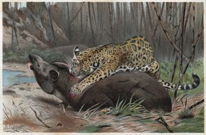 Giaguaro (Panthera onca) - incisione da "La vita degli animali" di Alfred Edmund Brehm (1829-1884) da Unknown artist