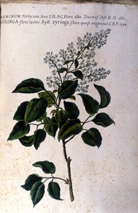 Ramo di gelsomino. Tavola da un erbario del XVII secolo da Unknown artist