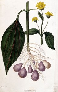 Topinambur - tavola botanica da Unknown artist
