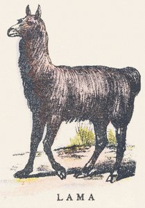 L: lama
