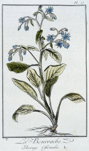 La borragine (Borrago officinalis) - in "Exercises de botany à l